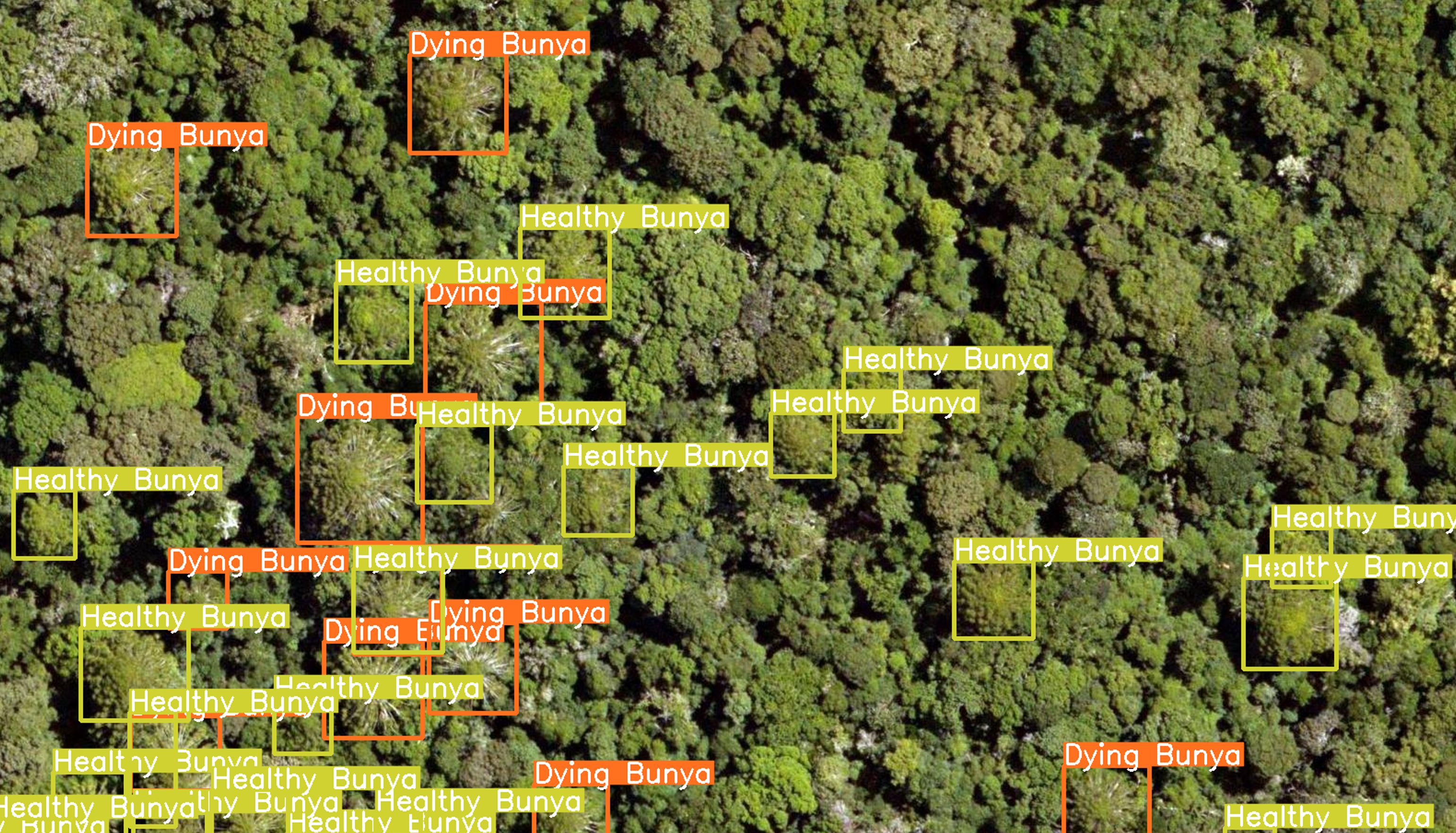 Bunya Pines Health Monitoring